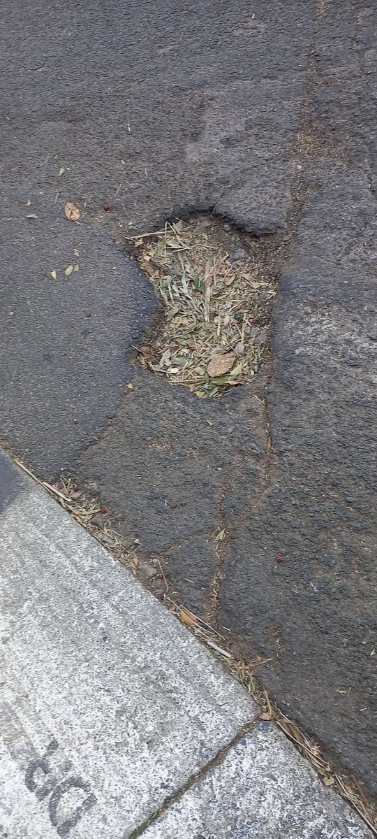 stefano madies tweet media