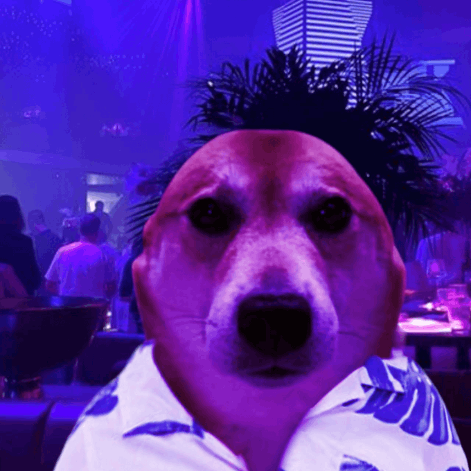 vibin dog tweet media