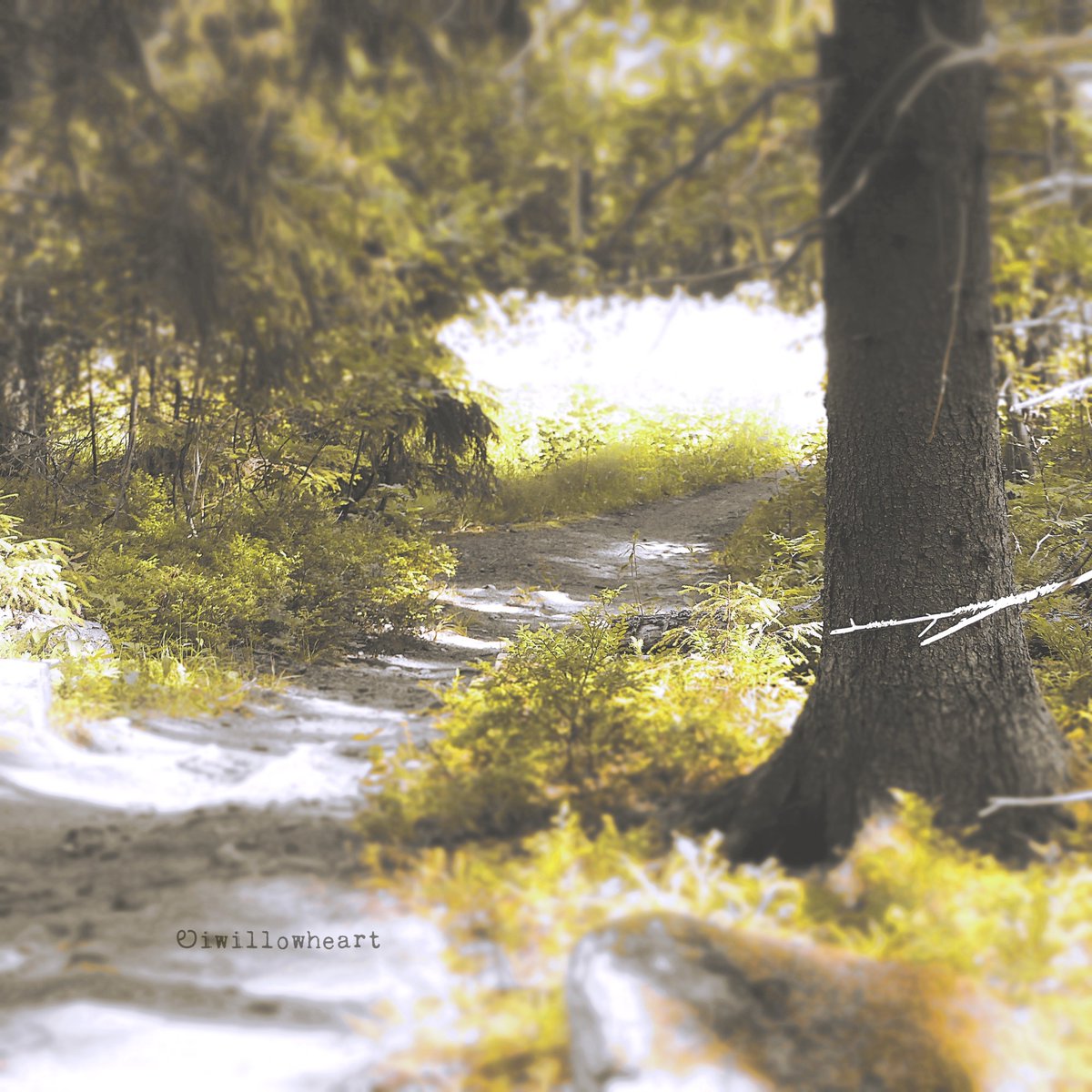 Have a wonderful end of the week!  👣🍃🌳

#naturephotography 
#trees