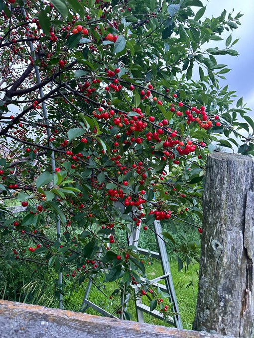 It&rsquo;s Cherry Season Hunny 🍒 https://t.co/HzYiWs3W4A
