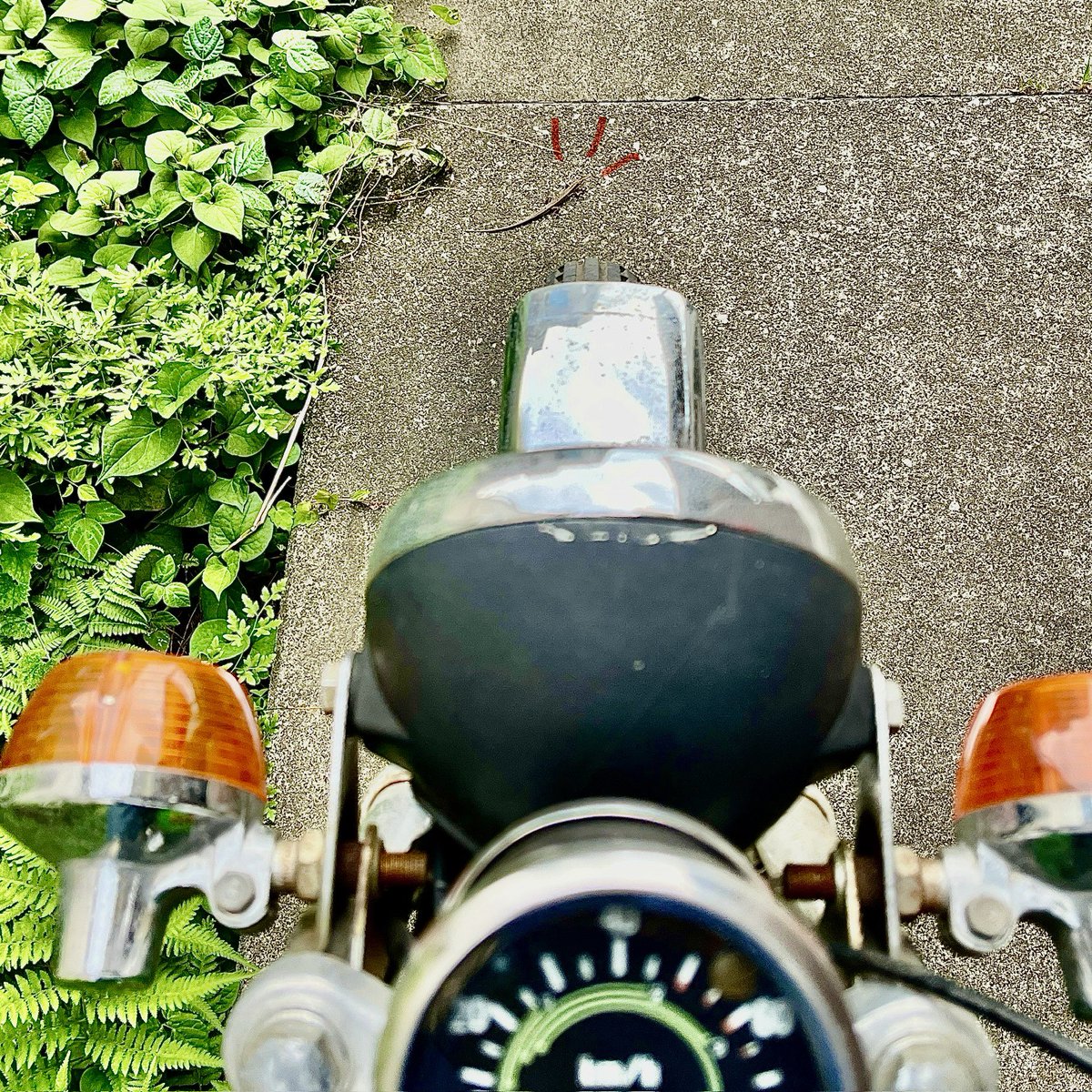 neolife360's tweet photo. 家に帰ってきたものの、かわいい #カナヘビ くんがいるのでバイクが入れないだった。約1分待っても動かないので、そっと横から通らせてもらいました
・
#マイティダックス #migtydax #st90 #DoYouHaveaHONDA360 ? https://t.co/xKv6fFx0fa