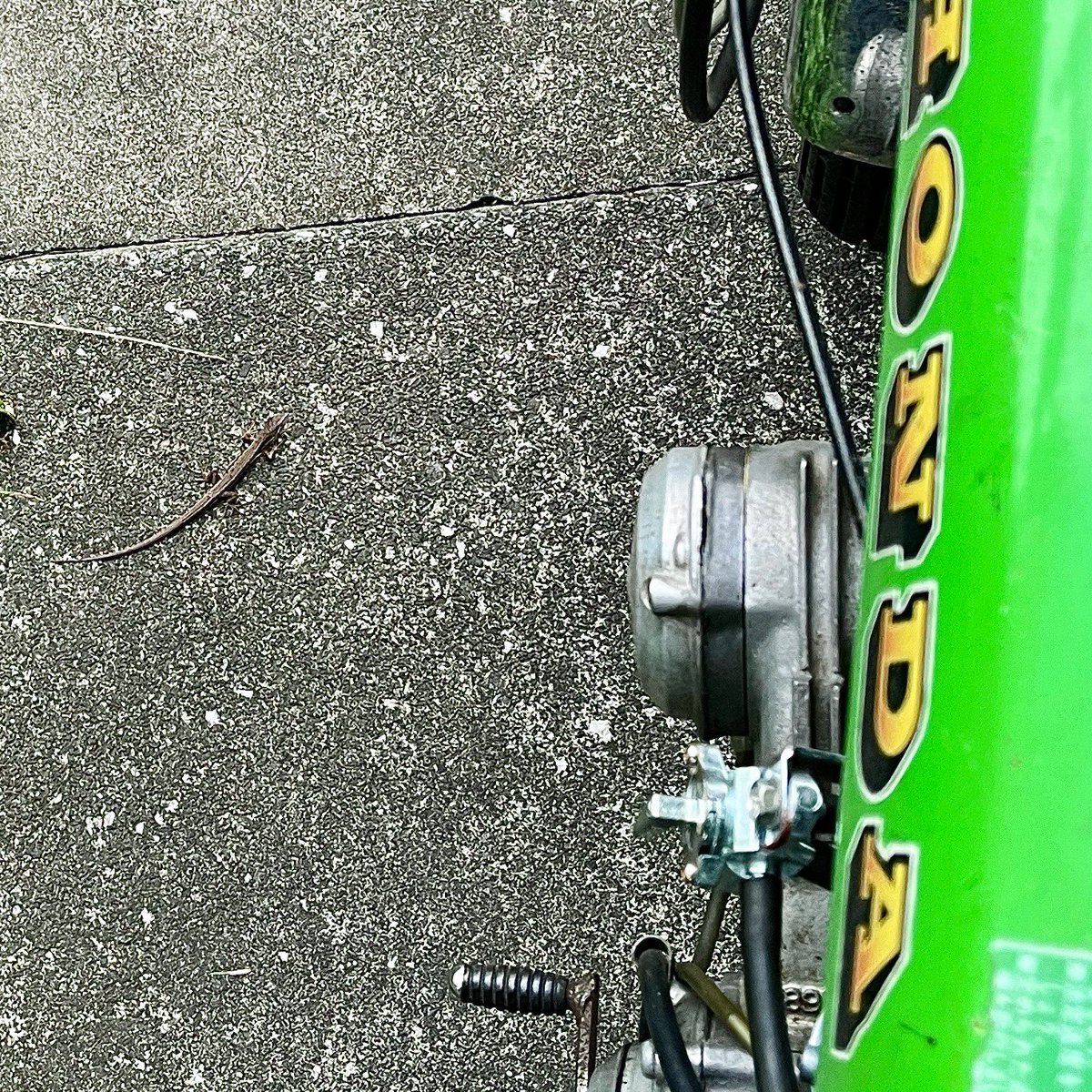neolife360's tweet photo. 家に帰ってきたものの、かわいい #カナヘビ くんがいるのでバイクが入れないだった。約1分待っても動かないので、そっと横から通らせてもらいました
・
#マイティダックス #migtydax #st90 #DoYouHaveaHONDA360 ? https://t.co/xKv6fFx0fa