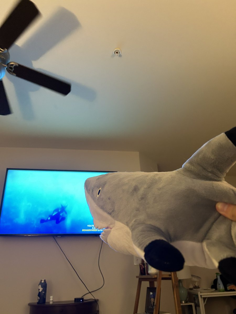 Tippy the black tip reef shark is loving #SharkWeek as much as I am 😅🖤