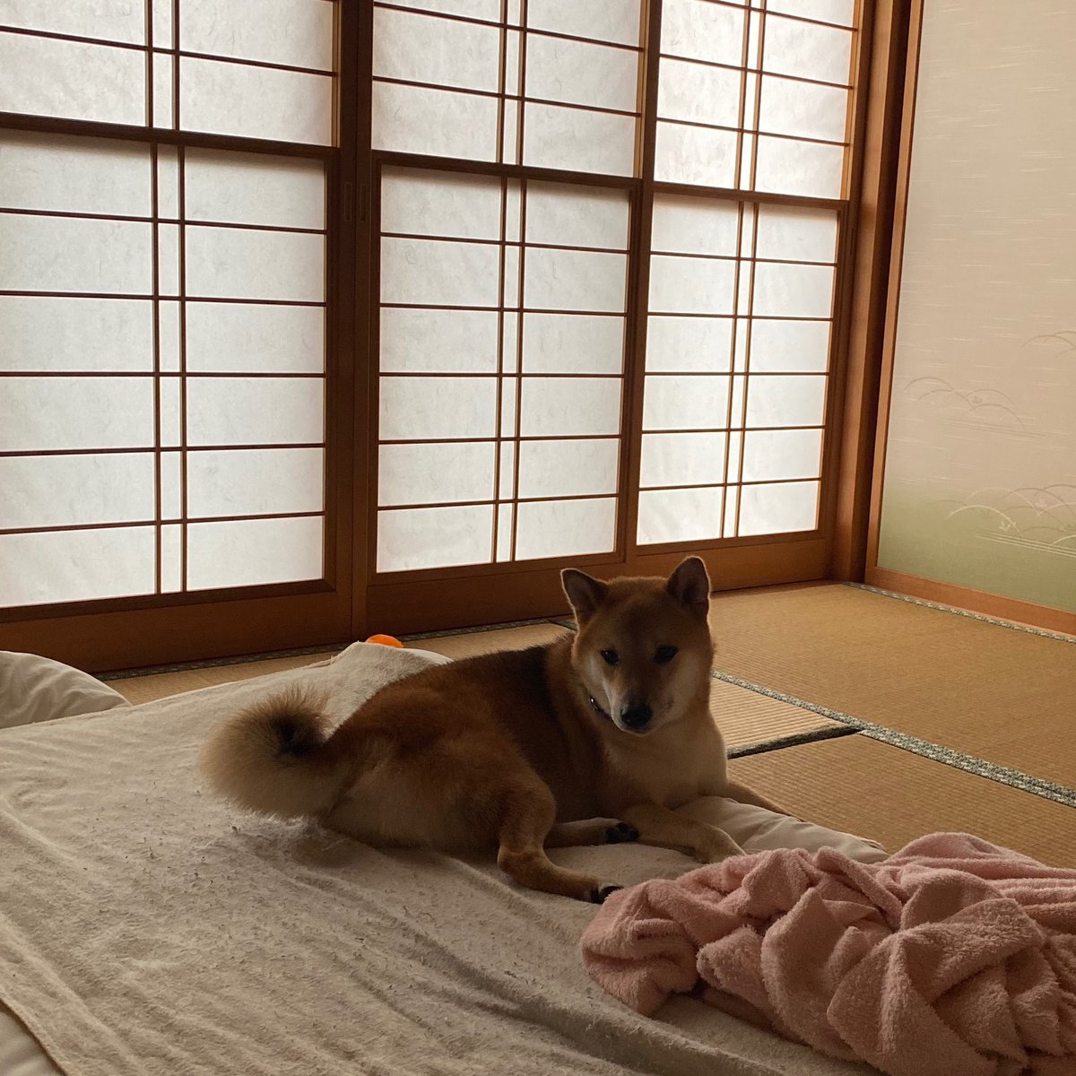 ShibainuKAIkun's tweet photo. おはようございます。

ベッドもいいけど布団も気持ち良いです😆🐕

#柴犬 #動物好き #かわいい #犬のいる暮らし #布団 #狗 #shibainu #dog #cute #doglovers #futon https://t.co/6Ar3XCThlw