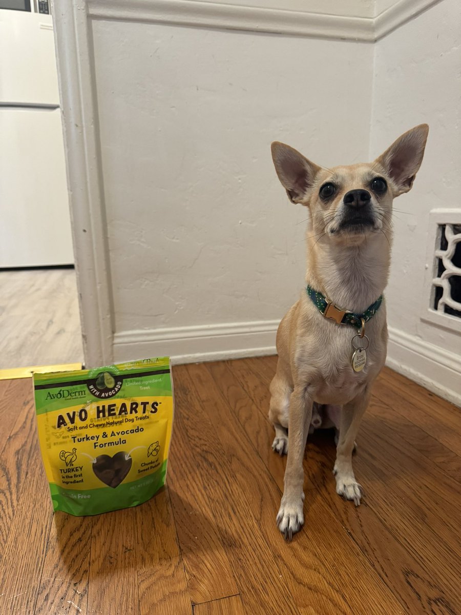 BreedersPet's tweet image. We’re so glad that “Bruni” loves our @avodermnatural Avoderm® AvoHearts™ #dog meaty treats.  #DogsofLA