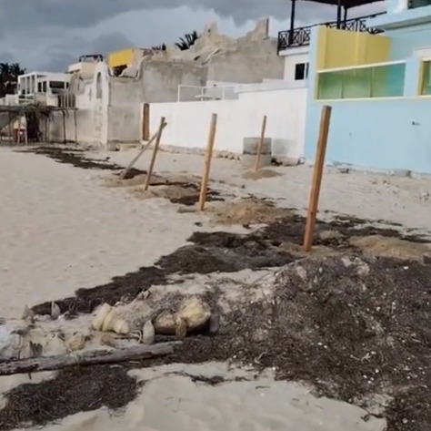 infolliteras's tweet photo. Extranjeros en Chelem, Yucatán, pretenden construir barda en la playa e insultan; además la administración saliente del Ayuntamiento de Progreso y su subdirección de desarrollo urbano, dio "un permiso" firmado por Luis Alberto Castro Naal, en zona federal. Con un acto de corrupción se despide la administración de @JULIANZACARIASC inaceptable @GobiernoMX