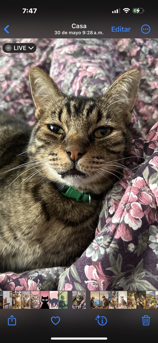 ungatofilosofo's tweet photo. El libre albedrío es una ilusión, pero el dominio de nuestras emociones y el aprecio de la perfección de las leyes universales pueden conducir a una vida buena.
Baruch Spinoza 🐈📚
#FrasesFilosoficas
#BaruchSpinoza Spinoza https://t.co/p1ksQmHrHn