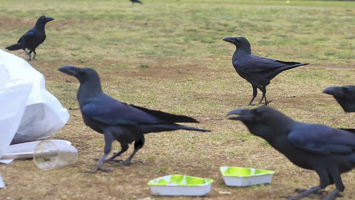 dnkvt's tweet photo. ゴミを漁ってるカラスが八咫烏だったので注意できなかった https://t.co/O4aKagO3e5