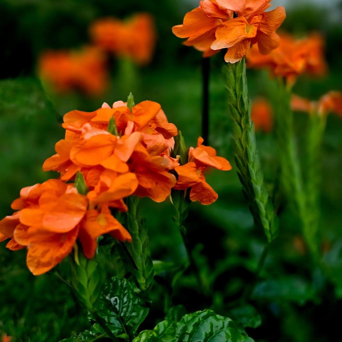 hutton112329's tweet photo. Sunset #crossandra #plants #photography #FlowersOfTwitter #flowers #orange @TheMontyDon @GWandShows https://t.co/zwv0Ag9QCz
