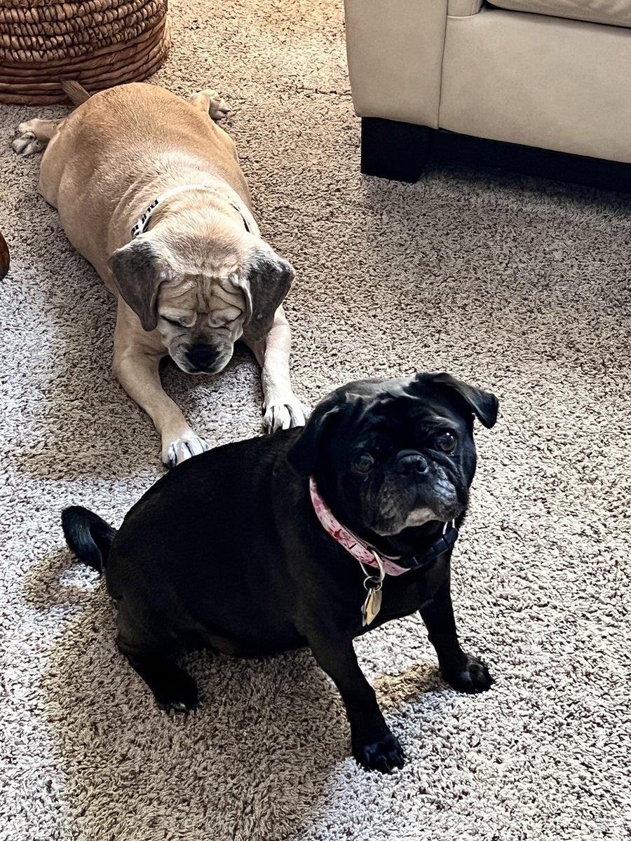 PugEthel's tweet photo. Mom and Dad went on vacation (and didn’t take me).  I stayed at Buck’s while they were gone and had a blast! #dogsofX https://t.co/5ISoEbxbBc