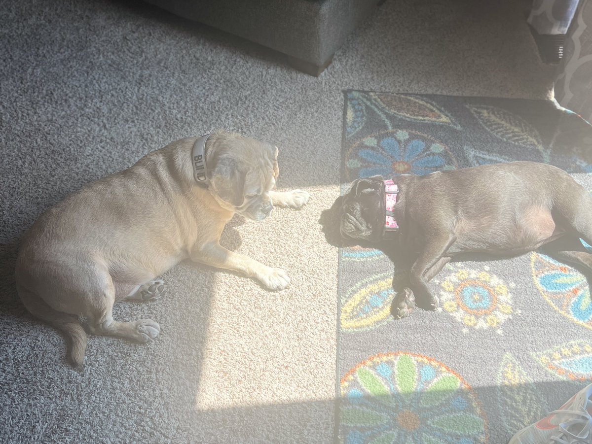 PugEthel's tweet photo. Mom and Dad went on vacation (and didn’t take me).  I stayed at Buck’s while they were gone and had a blast! #dogsofX https://t.co/5ISoEbxbBc