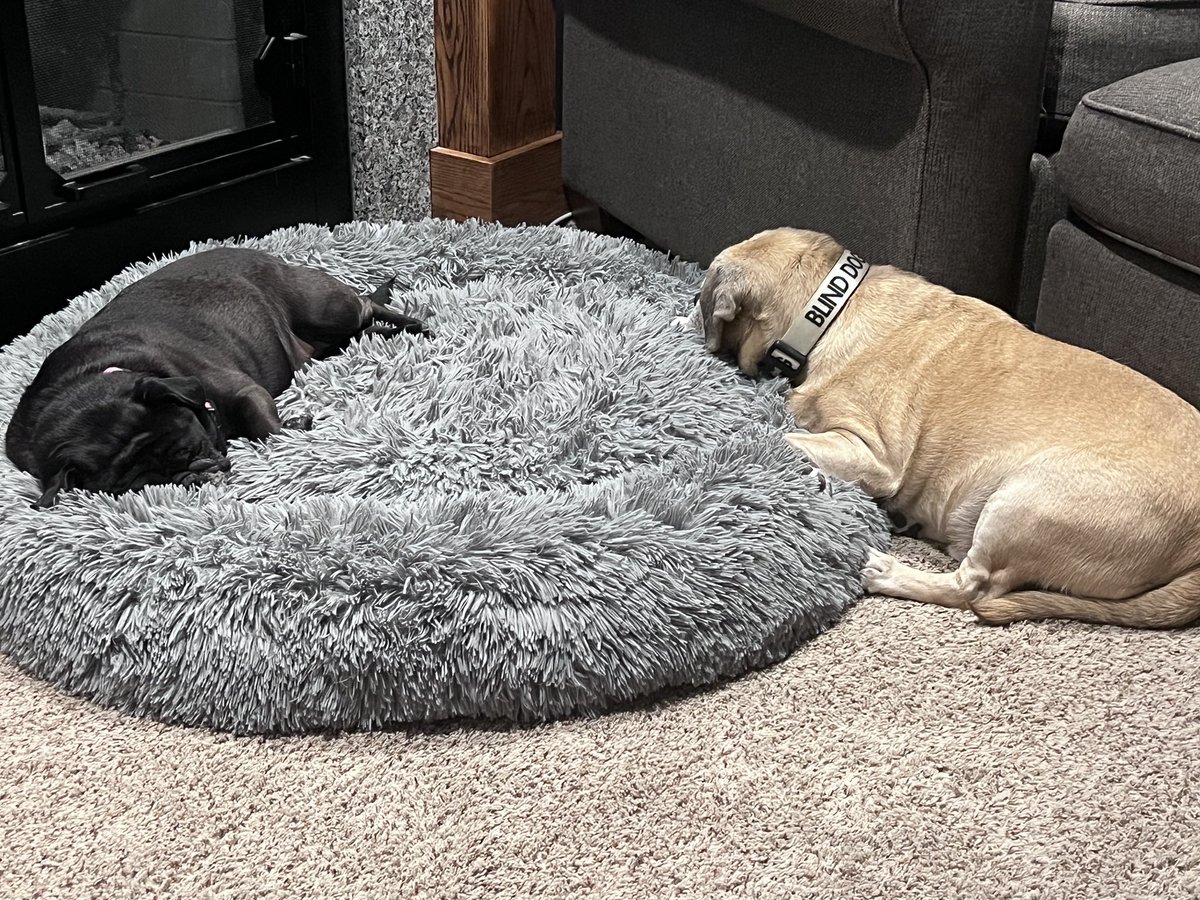 PugEthel's tweet photo. Mom and Dad went on vacation (and didn’t take me).  I stayed at Buck’s while they were gone and had a blast! #dogsofX https://t.co/5ISoEbxbBc