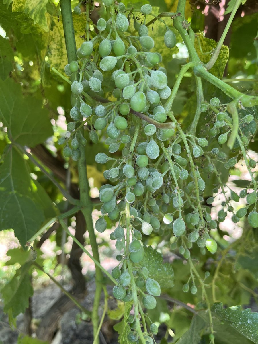 George Zhuang (@zhuanggeorge) on Twitter photo #Grape summer #pest and #disease management field day on July 29th at <a href="/FresnoUCCE/">UCCE Fresno County</a> covers #mildew #botrytis #mealybug #ant #weed. This <a href="/ucanr/">Ag&Natural Resources</a> <a href="/UCIPM/">UC Statewide IPM Program</a> event is FREE. Agenda shorturl.at/6qBF5 and registration shorturl.at/UQMY3 <a href="/UCANRpam/">Pam Kan-Rice</a> #wine #raisin <a href="/UCRCNAS/">UC Riverside CNAS</a> #Grape summer #pest and #disease management field day on July 29th at <a href="/FresnoUCCE/">UCCE Fresno County</a> covers #mildew #botrytis #mealybug #ant #weed. This <a href="/ucanr/">Ag&Natural Resources</a> <a href="/UCIPM/">UC Statewide IPM Program</a> event is FREE. Agenda shorturl.at/6qBF5 and registration shorturl.at/UQMY3 <a href="/UCANRpam/">Pam Kan-Rice</a> #wine #raisin <a href="/UCRCNAS/">UC Riverside CNAS</a>