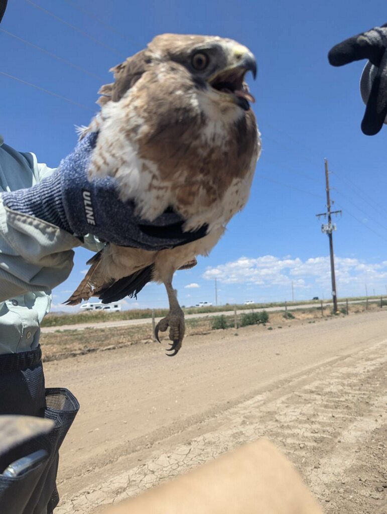 Esten Mason (@csuwheat) on Twitter photo The crew rescued a Swainson’s Hawk (I believe) from the headrow field yesterday and delivered it to the Rocky Mountain Raptor Program. The crew rescued a Swainson’s Hawk (I believe) from the headrow field yesterday and delivered it to the Rocky Mountain Raptor Program.