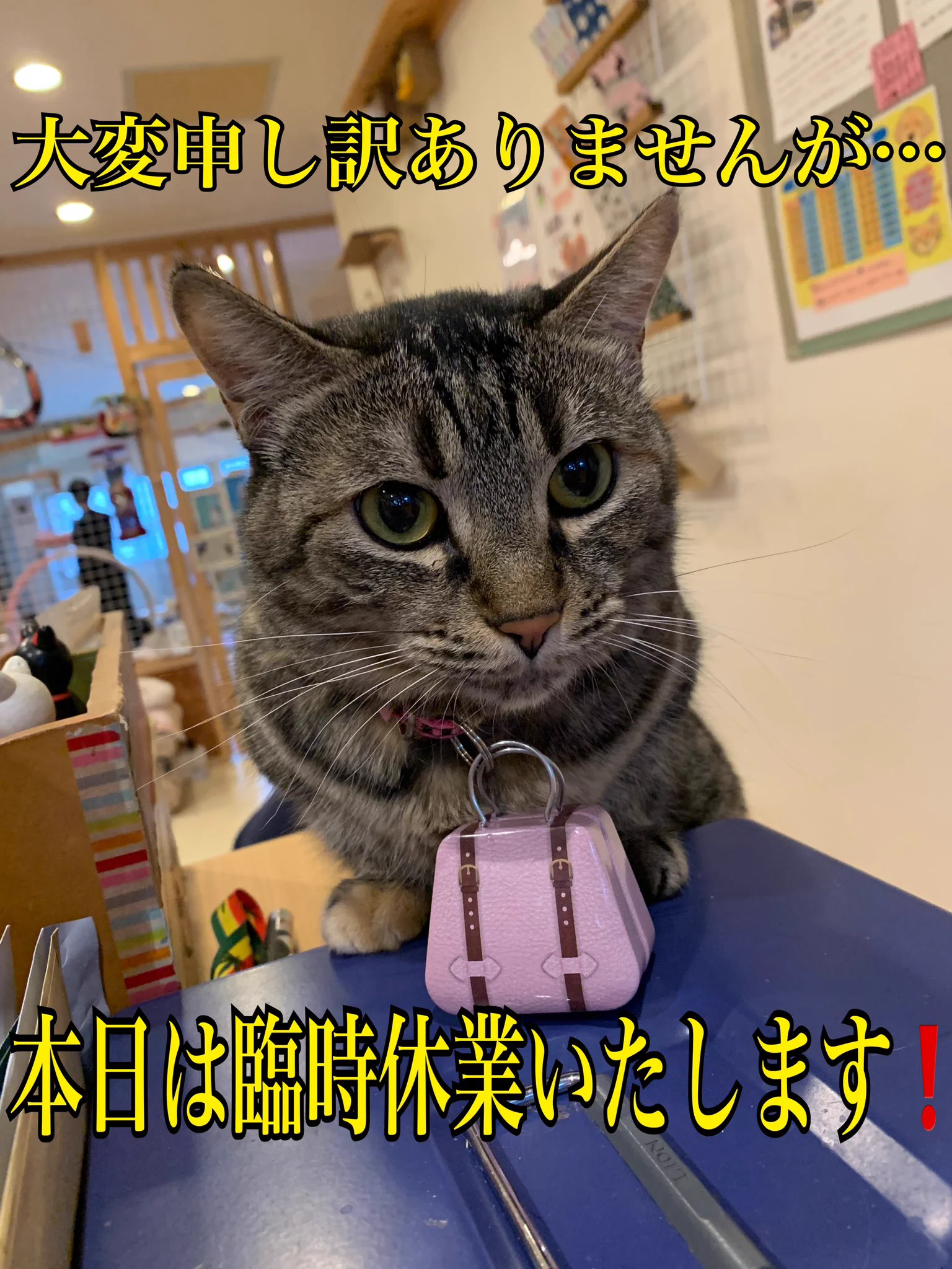 神戸三宮 猫クラブ『く〜にゃん』 (@nekoclub_kunyan) / X