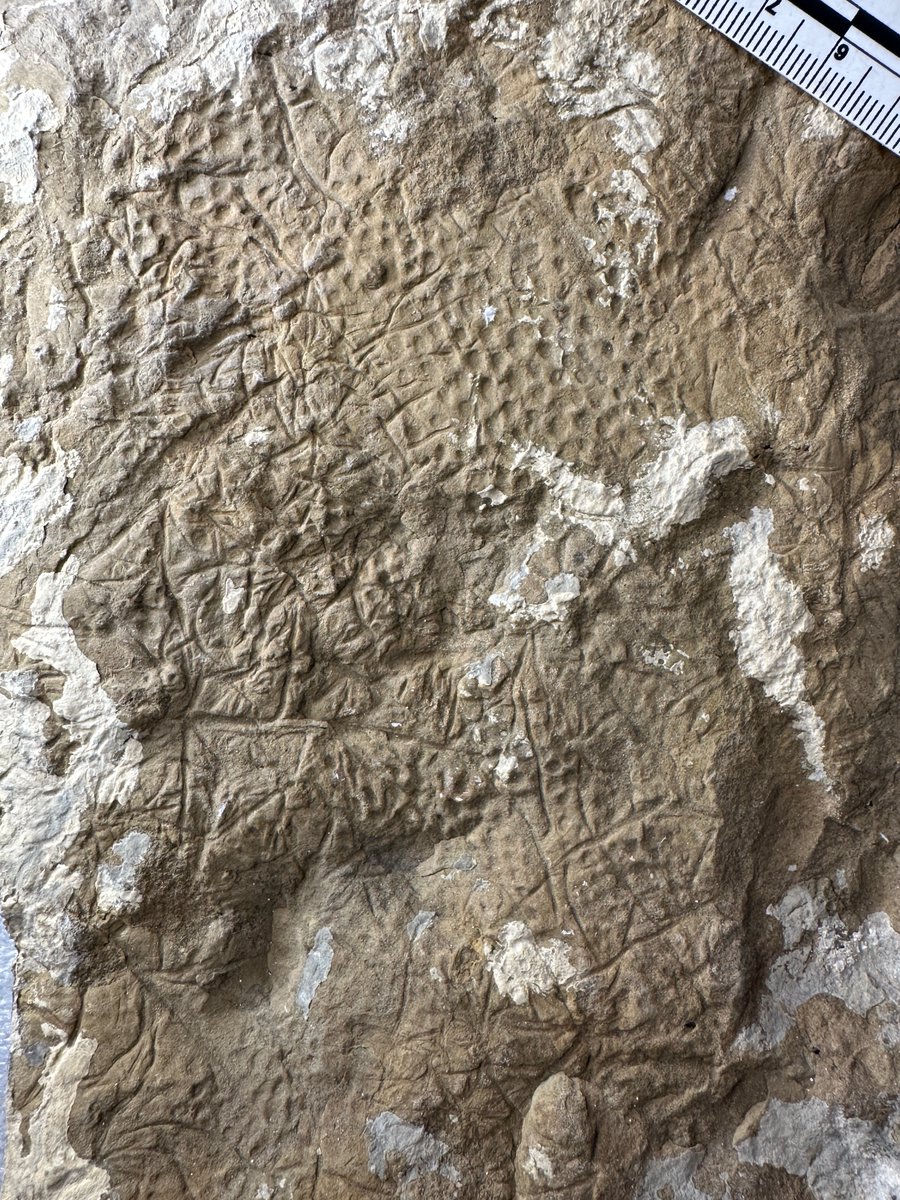 A #skin impression made by a #dinosaur approximately 97 million years ago in the Arctic of Alaska. Not exactly sure what kind of dinosaur it was, but many fine details are preserved here. #FossilFriday #paleontology #fossils #Cretaceous <a href="/PerotMuseum/">Perot Museum</a>