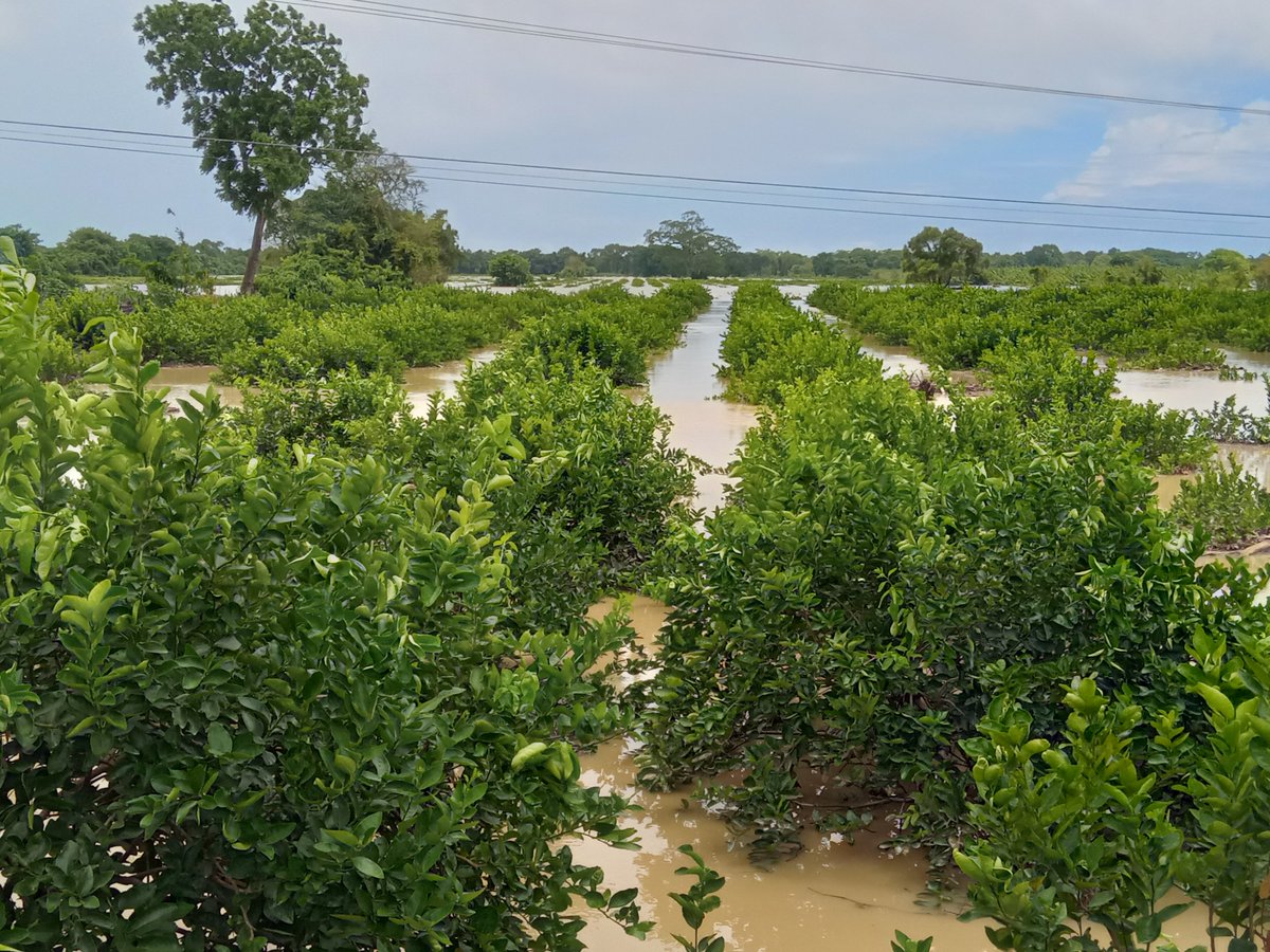 jcproalb's tweet photo. Así inundo la crecida del Río Bobos (Filobobos) un limonar cercano a la población de San Rafael. El cause del río esta en los arboles que se ven al fondo de la imagen. 01/Julio/2024 #TormentaTropical #Chris https://t.co/yoKndrgVRs