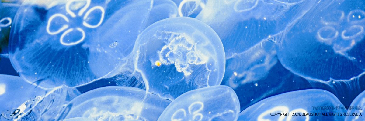 해파리 헤더를 배포합니다. 이용료는 알티와 마음으로, 사용 전 아래 공지를 읽어주세요! 🪼🌊🤍