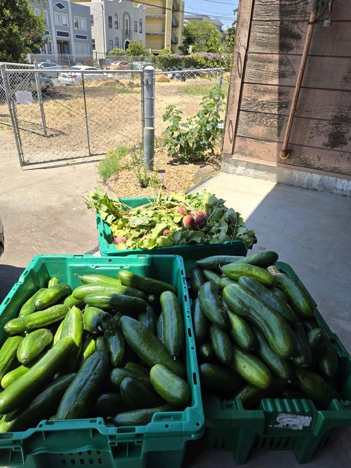 _dariussimpson's tweet photo. this past week @ppls_programs farm harvested: 
186 lbs. of cucumbers
30 lbs. of garlic 
28 lbs. of beets

all going out tomorrow with our Free Grocery Program to our neighbors in West Oakland. FREE THE PEOPLE! https://t.co/mK5vigNIZ7