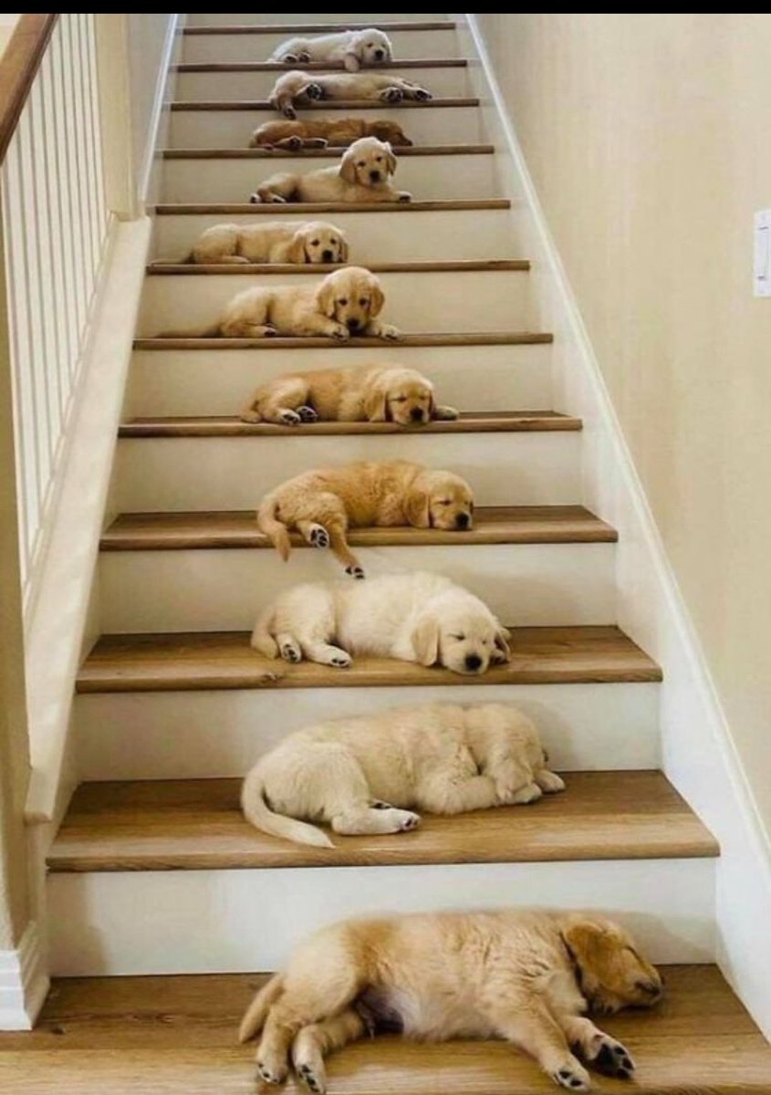 Animal Lover (@animal_fanlover) on Twitter photo 