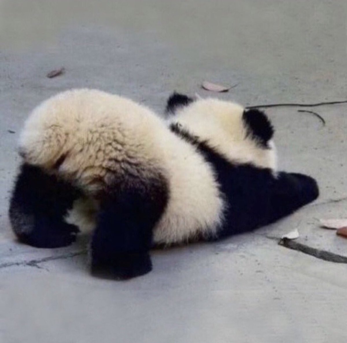 twaniimals's tweet image. 4 photos that show the cuteness of baby pandas
