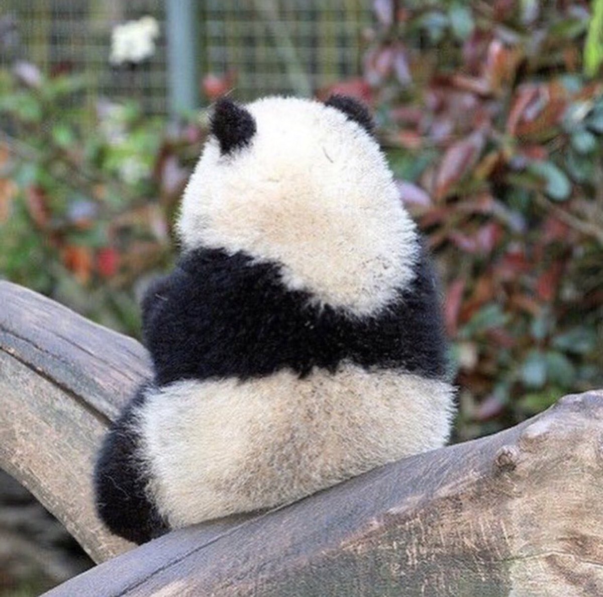 twaniimals's tweet image. 4 photos that show the cuteness of baby pandas