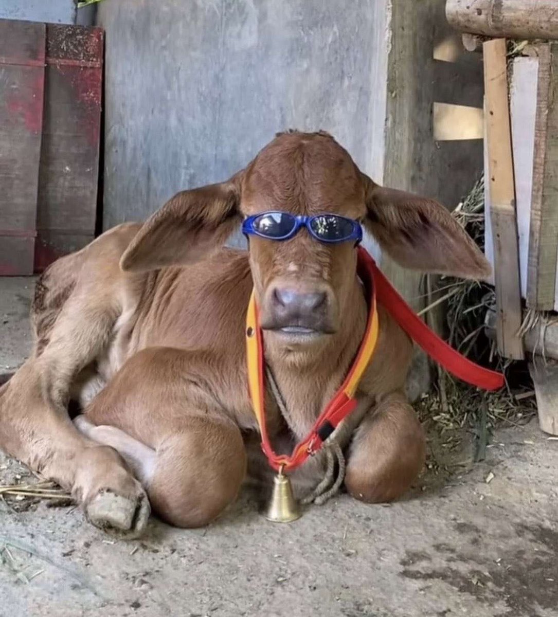 Chiquinho Gavião tweet media