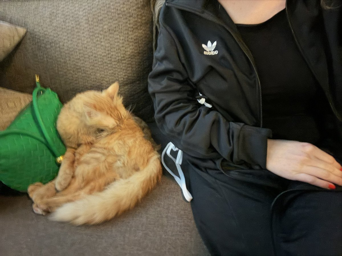 Ben gittiğim yerlerde özellikle kedi, köpek olan masa seçiyorum, bir sebebi de böyle mikroplar hayvanları rahatsız etmesin diye. Hijyenmiş, sizin içinizin pisliği nasıl temizlenecek peki?