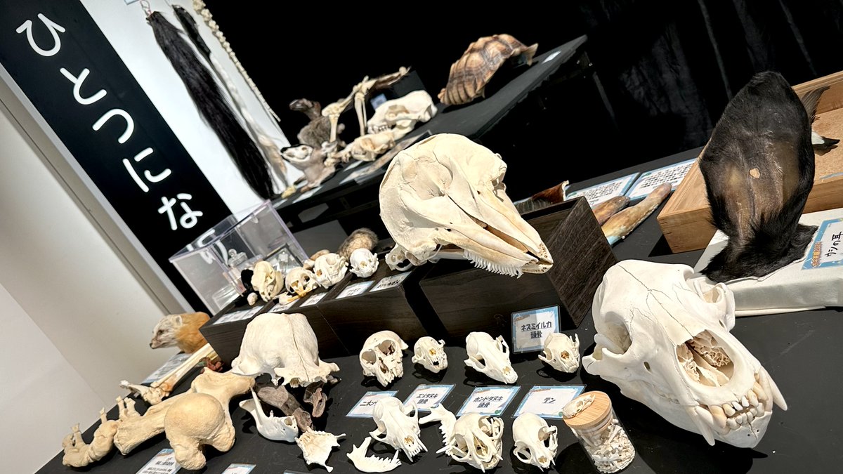 イトウの標本（剥製） イトウの標本（剥製）