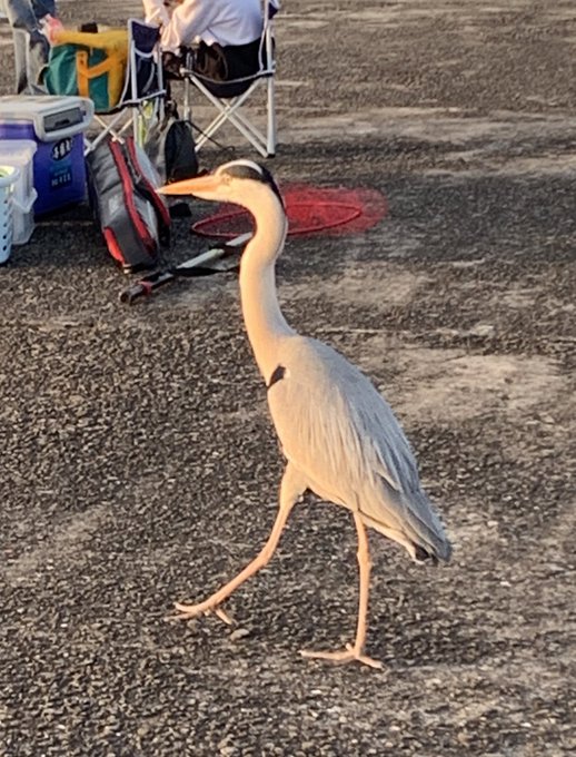 放課後ていぼう日誌読んでて思ったけど、鳥が魚の出待ちしてんのはあるあるなんやな 
