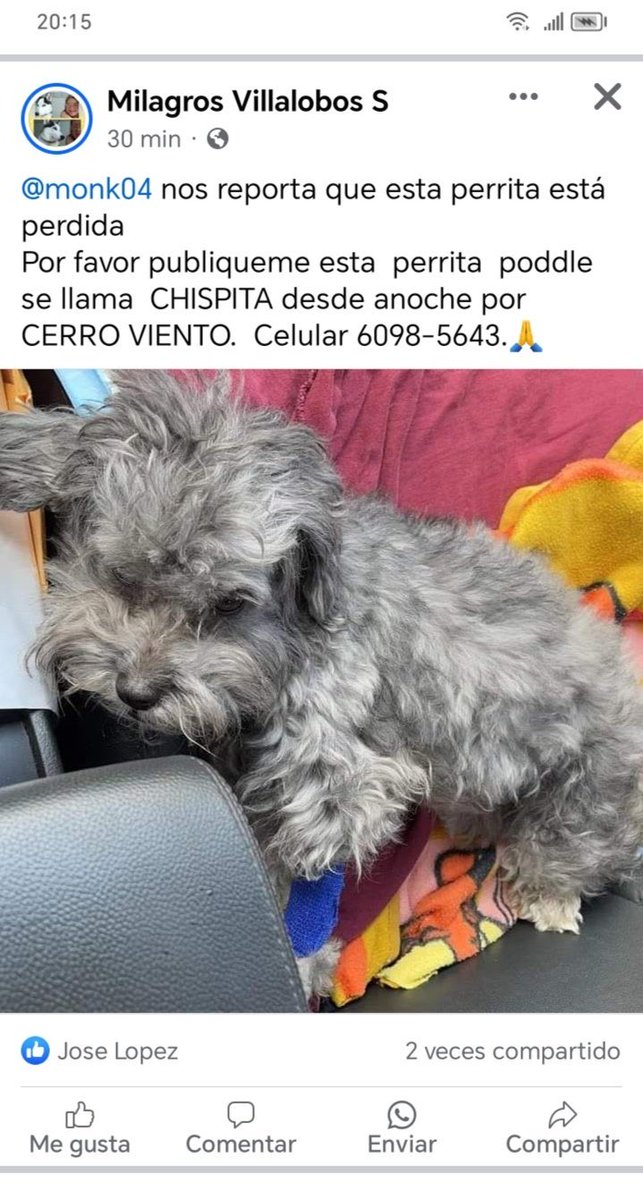 AYUDEMOS a CHISPITA para que sea encontrada 
Por favor, compartirlo!!