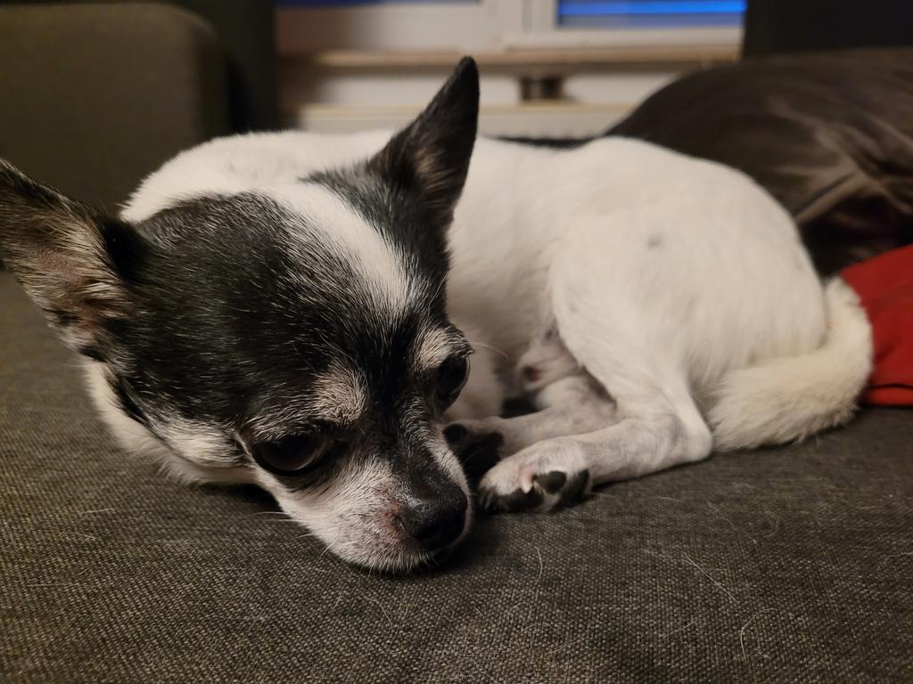 Guten Morgen, ihr Lieben. 🧡 

Der frühe Vogel und so. Dafür ist gleich Wochenende. Also habt den Freitag schön. 
🐶🍀☀️😊