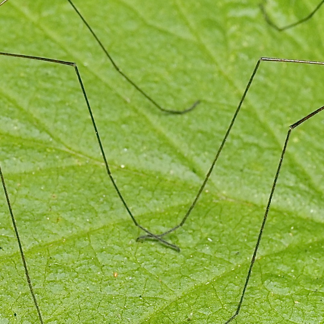 invertebrate (@crevicedwelling) on Twitter photo 