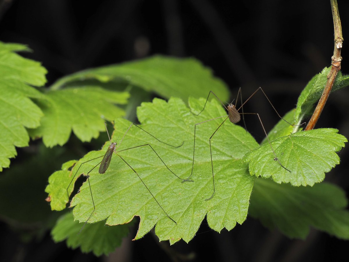 crevicedwelling's tweet image. 