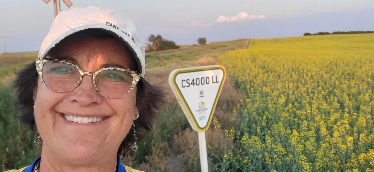 Page__Newton's tweet photo. Beauty #sunset view Tyler Trew's beauty @canterraseeds #CS4000LL Thx Tyler & @Simplot_SGSCAN Leader for growing CS4000LL again! We appreciate your support! Worth a peek south side Hwy 32 between Portreeve & Lemsford #saskag #westcdnag https://t.co/PEQofLtmqh