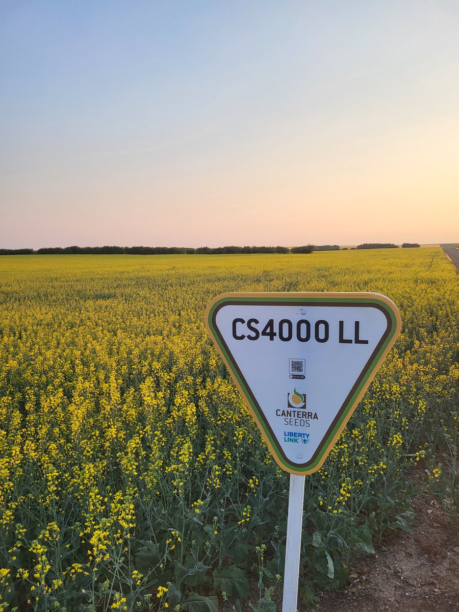 Page__Newton's tweet photo. Beauty #sunset view Tyler Trew's beauty @canterraseeds #CS4000LL Thx Tyler & @Simplot_SGSCAN Leader for growing CS4000LL again! We appreciate your support! Worth a peek south side Hwy 32 between Portreeve & Lemsford #saskag #westcdnag https://t.co/PEQofLtmqh