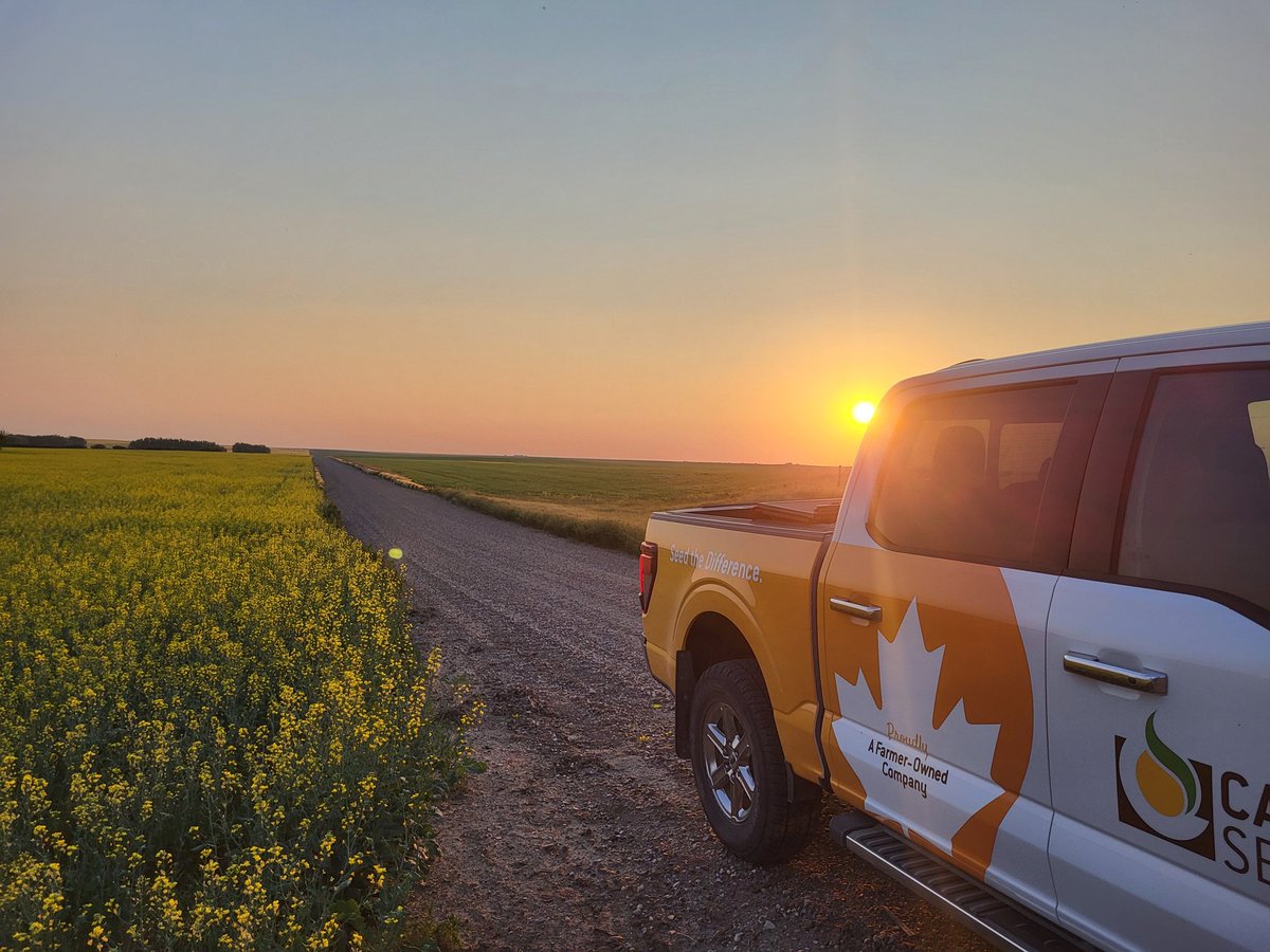 Page__Newton's tweet photo. Beauty #sunset view Tyler Trew's beauty @canterraseeds #CS4000LL Thx Tyler & @Simplot_SGSCAN Leader for growing CS4000LL again! We appreciate your support! Worth a peek south side Hwy 32 between Portreeve & Lemsford #saskag #westcdnag https://t.co/PEQofLtmqh