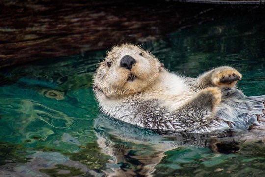 greg16676935420's tweet photo. Heres’s a picture of a cute otter swimming to cleanse your timeline for a brief second before you get back to the chaos of politics https://t.co/KMiQKPp14I