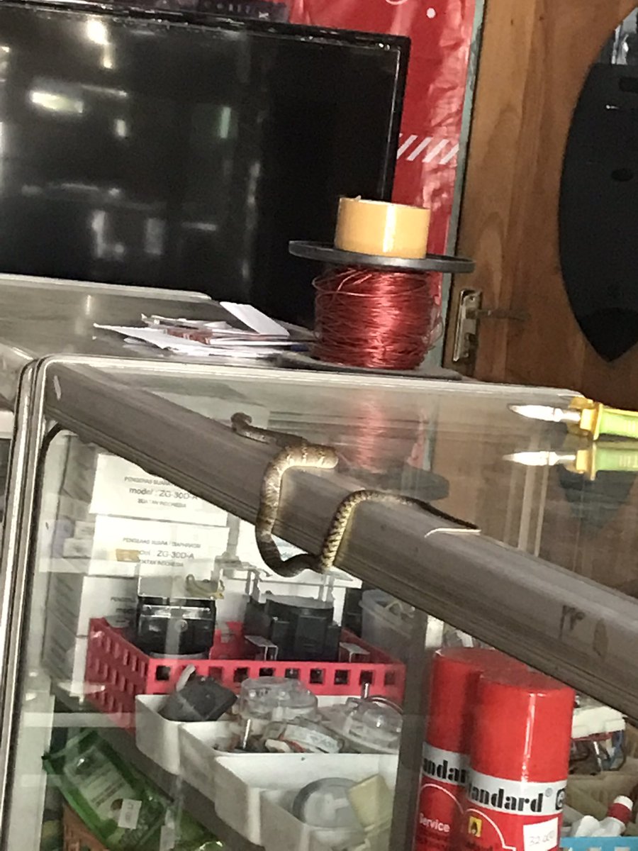 polarbear21898's tweet image. Halo mau bertanya ini ular jenis apa ya, apakah berbahaya?
#pecintaular 
#ular 
#pecintareptil
#reptil