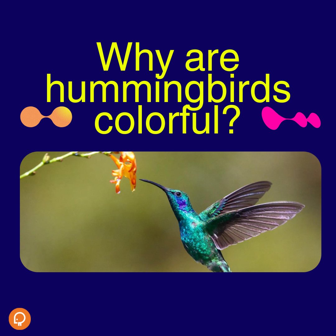 peckperk's tweet photo. Why are hummingbirds colorful? 🤔

#birds #nature #hummingbirds #wildlife #relax #color #hue #bestshot https://t.co/Fy9T636iiJ