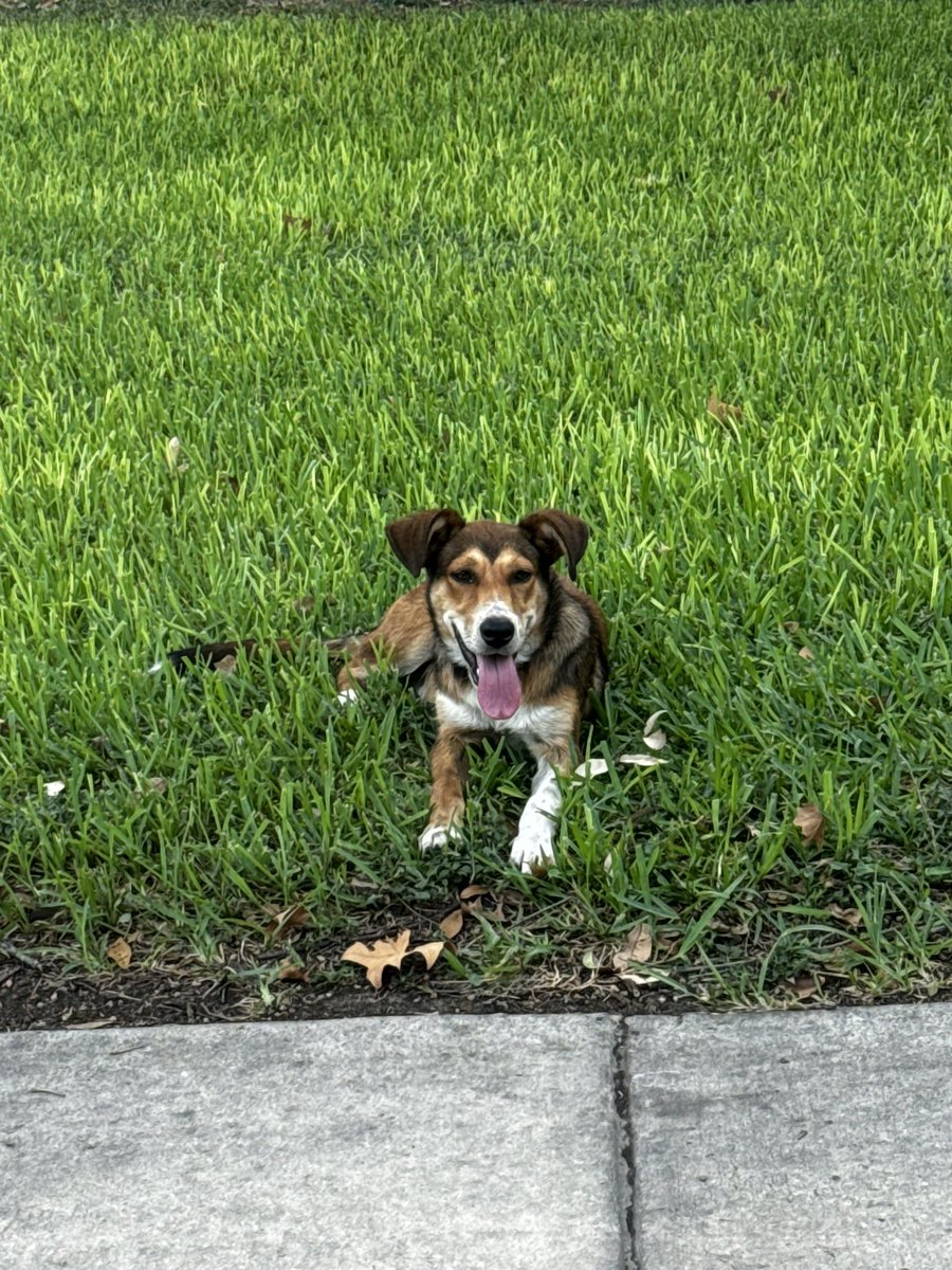 This 6-8 month old puppy has been running loose for close to 5 days in these high temps. Multiple neighbors have posted everywhere. <a href="/sanantonio311/">San Antonio 311</a> says no room at ACS, 2 weeks for pick up and to let the dog roam free. <a href="/COSA_D7/">CW Marina Alderete Gavito</a> Can you help?