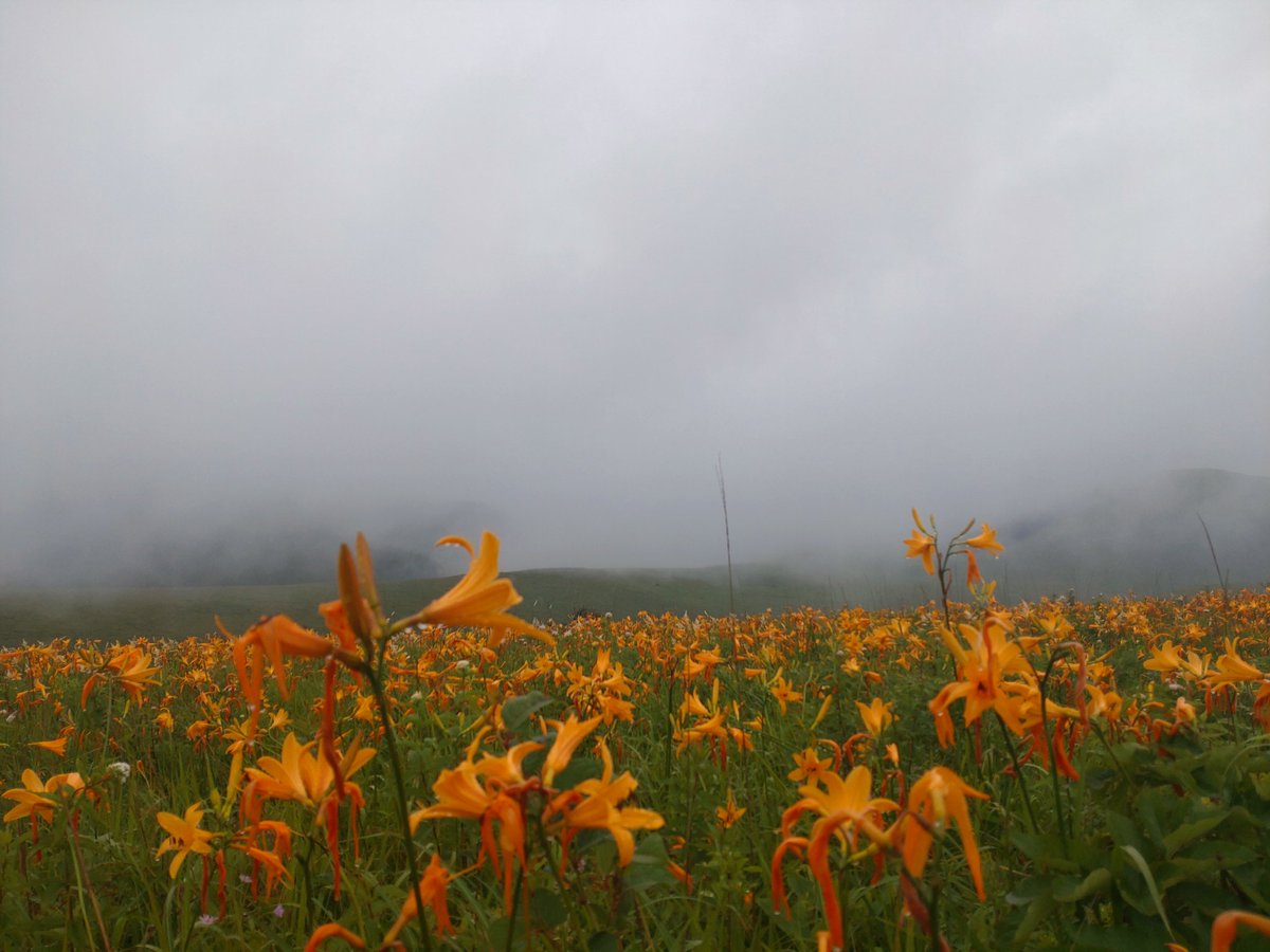 a_raikoh's tweet photo. 雨の #霧が峰 #ニッコウキスゲ を独り占め https://t.co/pXLB0F63jb