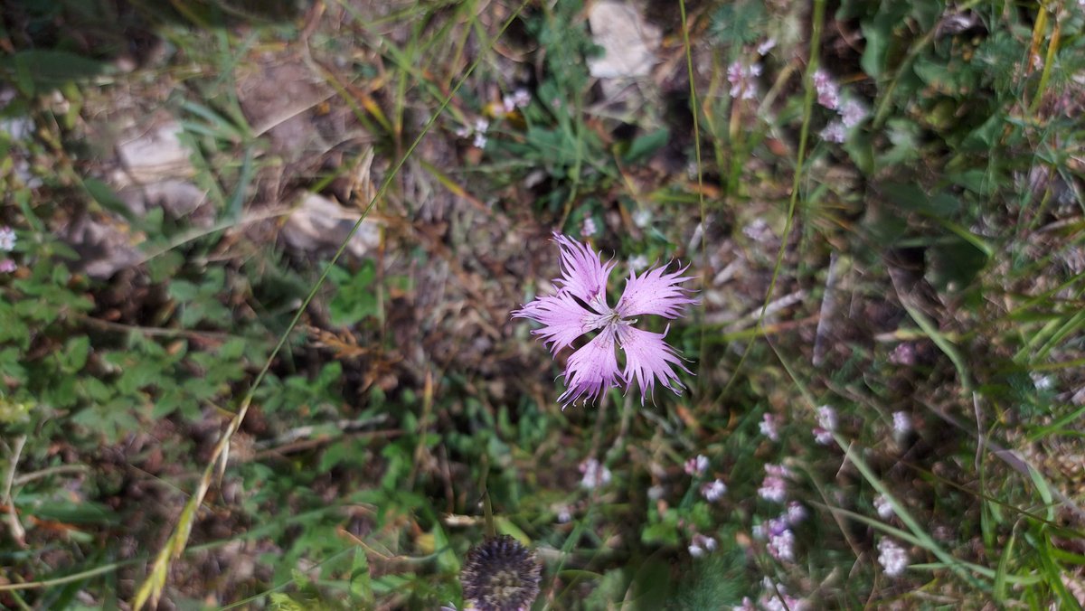 Aurorapamina's tweet photo. Bon dia amb el clavell de pastor. El seu perfum, suau i dolç engalana els cabells si te’l poses. Un rosa delicat per començar el divendres. . #valdaran #tredos https://t.co/X3SytcYNtM