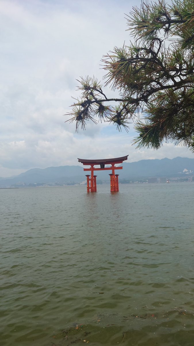 MichelleMichiyo's tweet photo. 宮島の厳島神社に来ました。

いい天気で感謝。

宮島にも島がいるけど、鹿せんべいは売られていません。
なぜなら、鹿が太り過ぎみたいです。
合計400匹が島にいます。

宮島までのフェリーは楽しかったです💕🌊🐟 魚も飛びました〜

 #宮島
 #厳島神社
 #鹿
 #鹿せんべい
 #広島 https://t.co/wGcvhf3QkZ