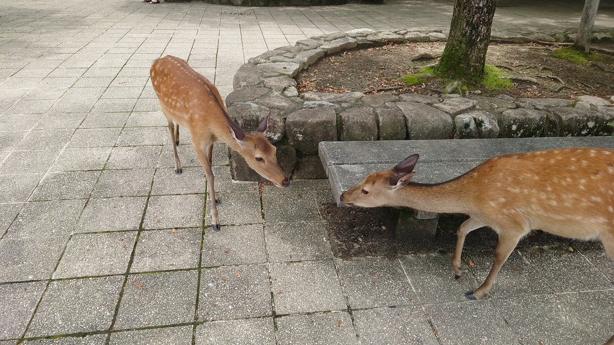 MichelleMichiyo's tweet photo. 宮島の厳島神社に来ました。

いい天気で感謝。

宮島にも島がいるけど、鹿せんべいは売られていません。
なぜなら、鹿が太り過ぎみたいです。
合計400匹が島にいます。

宮島までのフェリーは楽しかったです💕🌊🐟 魚も飛びました〜

 #宮島
 #厳島神社
 #鹿
 #鹿せんべい
 #広島 https://t.co/wGcvhf3QkZ