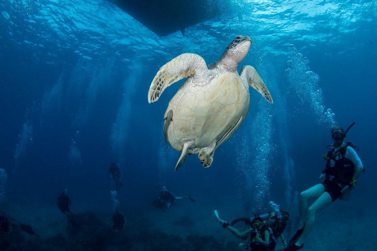 🇹🇭新着🇹🇭
タイのビーチで、どんな体験をしたい？🏝
🤿ダイビングやシュノーケリング
😴海辺でゆったり過ごす
🧗ロッククライミング
🎶フルムーンパーティーに参加 etc…
記事で最適な場所を提案しています！
▼常夏のタイを満喫できるビーチ特集！エリアごとに特徴を総まとめ
travelbook.co.jp/topic/92954/