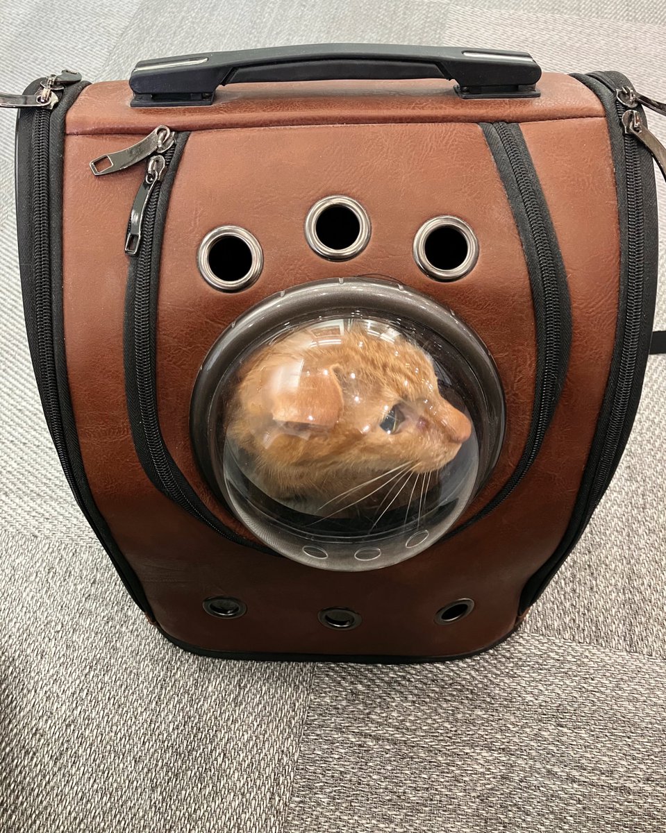 「琥珀さんを連れて病院へ。額面上の数値は健康そのものだったが、老齢なのと怪しい点が」|荻野謙太郎(フリーランス漫画編集者)のイラスト
