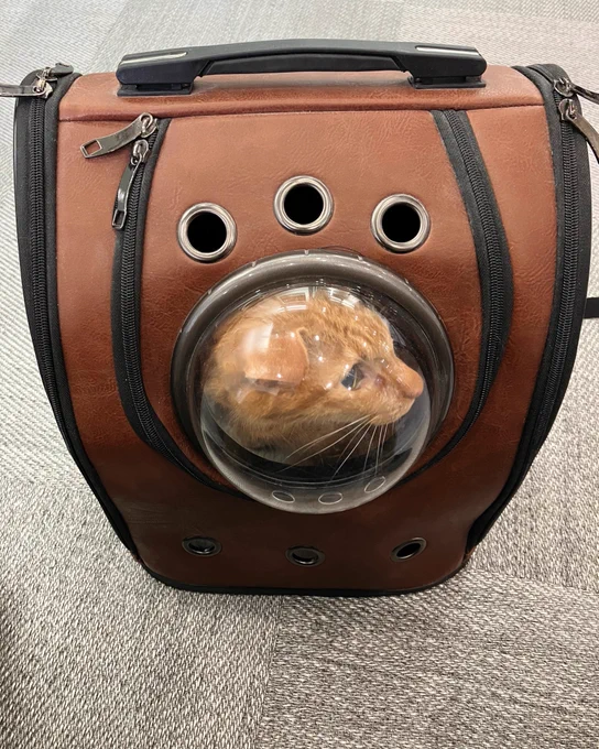琥珀さんを連れて病院へ。額面上の数値は健康そのものだったが、老齢なのと怪しい点がいくつかあるので、尿と血液の精密検査をお願いするなどしました