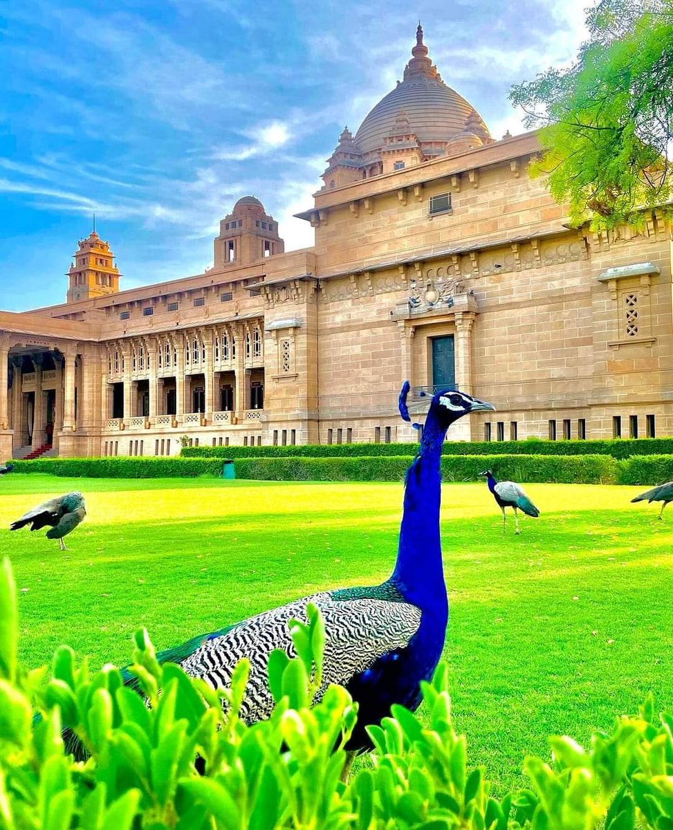 Rajasthanwalla's tweet photo. ~ चौमासो 🦚

"काळी कळायण ऊमटी रे बरसण लाग्या लोर
इन्दर सिराणै आय धड़ूक्यो मीठा बोल्या मोर "

आपणी लोक संस्कृति म हर रुत री घणी महता है ।राजस्थानी संस्कृति म हर रुत रा न्यारा न्यारा तीज-त्युहार मिलसी,न्यारा-न्यारा लोकगीत मिलसी❣️

#राजस्थानी_बिना_क्यांरो_राजस्थान
#चौमासो_लाग्यो_रै https://t.co/yloYvve2Lp