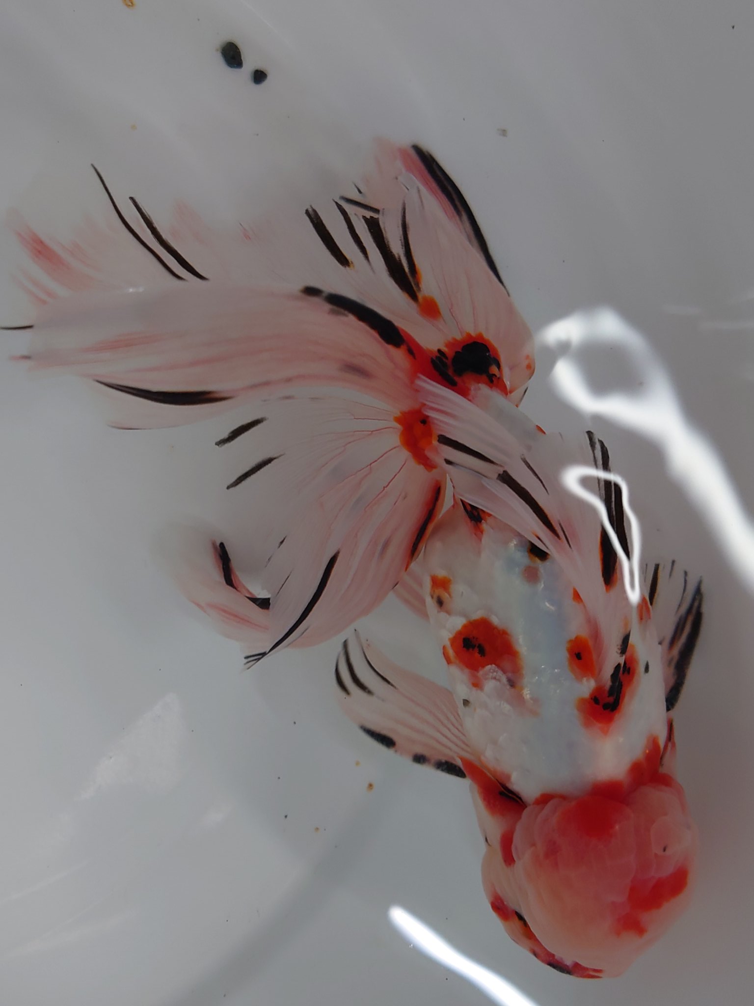 純金メダル 植物 桜花 桐 稲穂 菊花 コンプリート フルコンプ 金 gold 